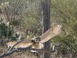 28 Arizona Sonora Desert Museum 04